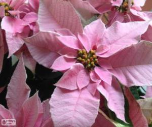 Puzzle Λουλούδι των Χριστουγέννων, ροζ